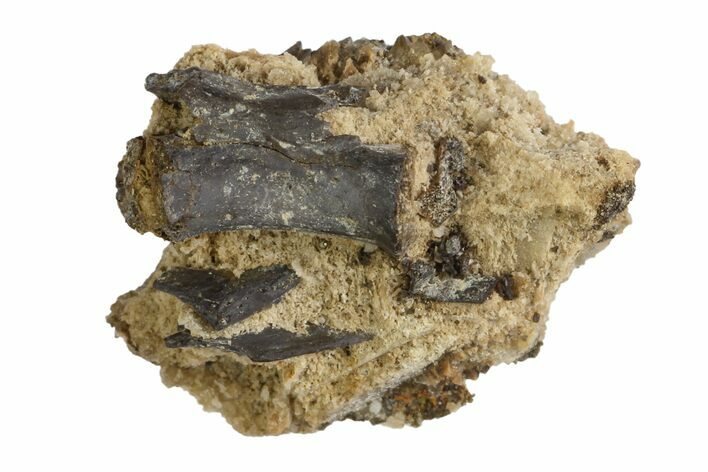 Permian Reptile Vertebra & Bone Fragments - Oklahoma #136354